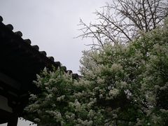 -西安青龙寺遗址景区