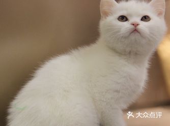 只会小小声的“喵喵”叫,但是又很活泼