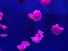 -西安曲江海洋极地公园