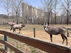 -大连森林动物园