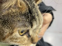 -瑞派宠物医院·犬猫全科·猫友好(宾水西道店)