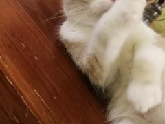 -猫色咖啡·猫咖