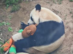 -大连森林动物园