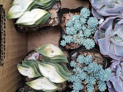 -阿香米线(大唐西市大润发店)