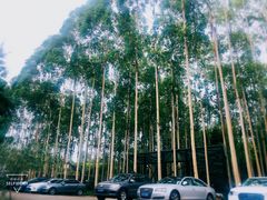 -桉树林A coffee 森林餐厅(三圣乡店)