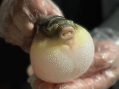 -肆月河豚·新淮扬(金融街店)