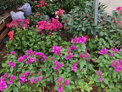 -中环花鸟鱼虫市场