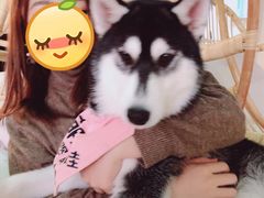 -Husky Go! 哈士奇体验馆·宠物咖啡厅狗咖