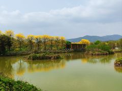 -天适樱花悠乐园