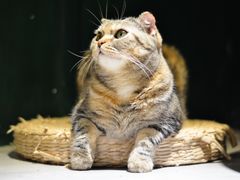-猫儿山۰猫主题餐厅