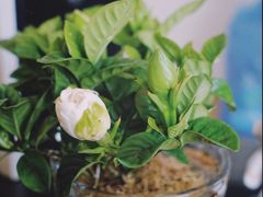 -蜜雪冰城(龙河路店)