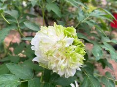 -洛阳市隋唐城遗址植物园