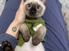 -芭比堂动物医院·犬猫全科·异宠专科(雁塔分院)
