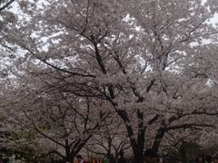 -武汉大学-樱园