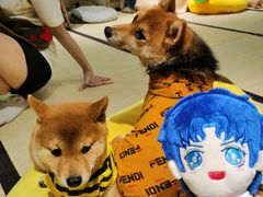 -逗柴咖啡屋·狗咖猫咖宠物桌游