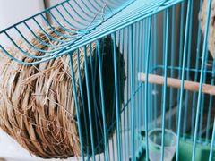 -青石桥花鸟鱼虫市场(叠翠城店)