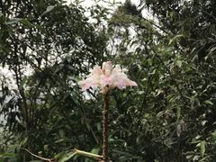 -亚龙湾热带天堂森林公园