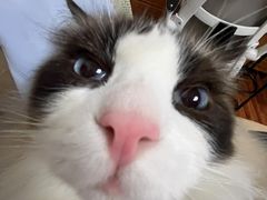 -艾贝尔宠物医院·24H转诊中心·肿瘤猫专科(江宁双龙店)