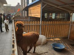 -廊坊固安福朋喜来登酒店