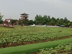 -杭州湾海上花田景区