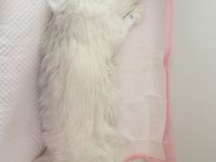 -北京观赏动物医院·24小时大型综合·猫专科·异宠专科