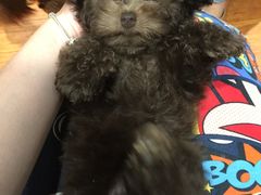 -爱宠屋pet shop·宠物洗澡·宠物美容