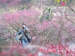 -新建村梅花