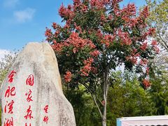 -合肥滨湖国家森林公园