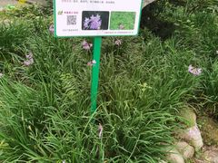 -合肥滨湖国家森林公园