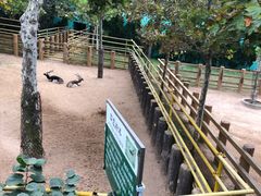 -西霞口神雕山野生动物世界