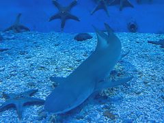 -太平洋海底世界