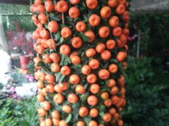 -龙大花卉苗木市场