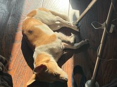 -爱妮康宠物医院·干细胞免疫细胞·肿瘤·心脏(张江店)