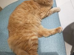 -藏猫猫咖啡主题馆(中央大道店)