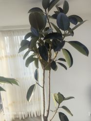 -HEYAN荷妍专业脱毛连锁机构