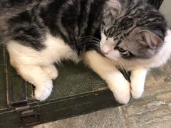 -猫咪博物馆(顶澳仔猫街店)