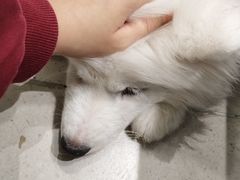 -安格丽娜·狗咖·猫咖羊驼咖(春熙路百盛商场店)