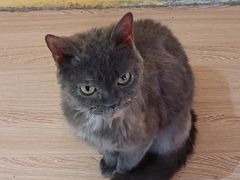 -喵小馆·猫咖狗咖猪咖·饮品店