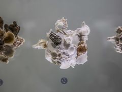 -青岛贝壳博物馆