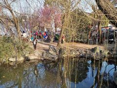 -香雪海