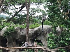 -清迈夜间动物园