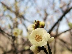 -白塘生态植物园