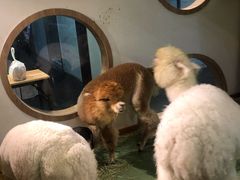 -藦茜花园宠物主题亲子互动体验馆(国顺东路店)