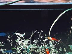 景观位-谷咖啡·鲜花绿植花园餐厅