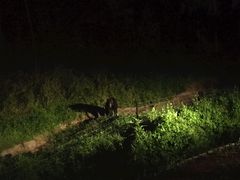 -清迈夜间动物园