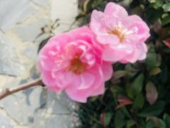 -林屋梅海青梅保护基地