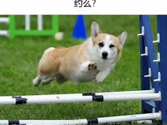 -中关村茶点