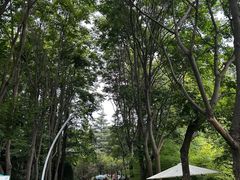 -日照海滨国家森林公园