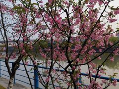 -高东镇樱花园