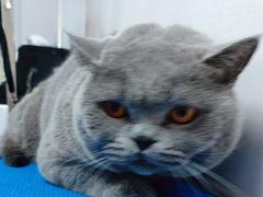 -博特宠物医院24h犬猫全科.骨科·异宠